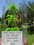 The CHEAT CODE 2.5"